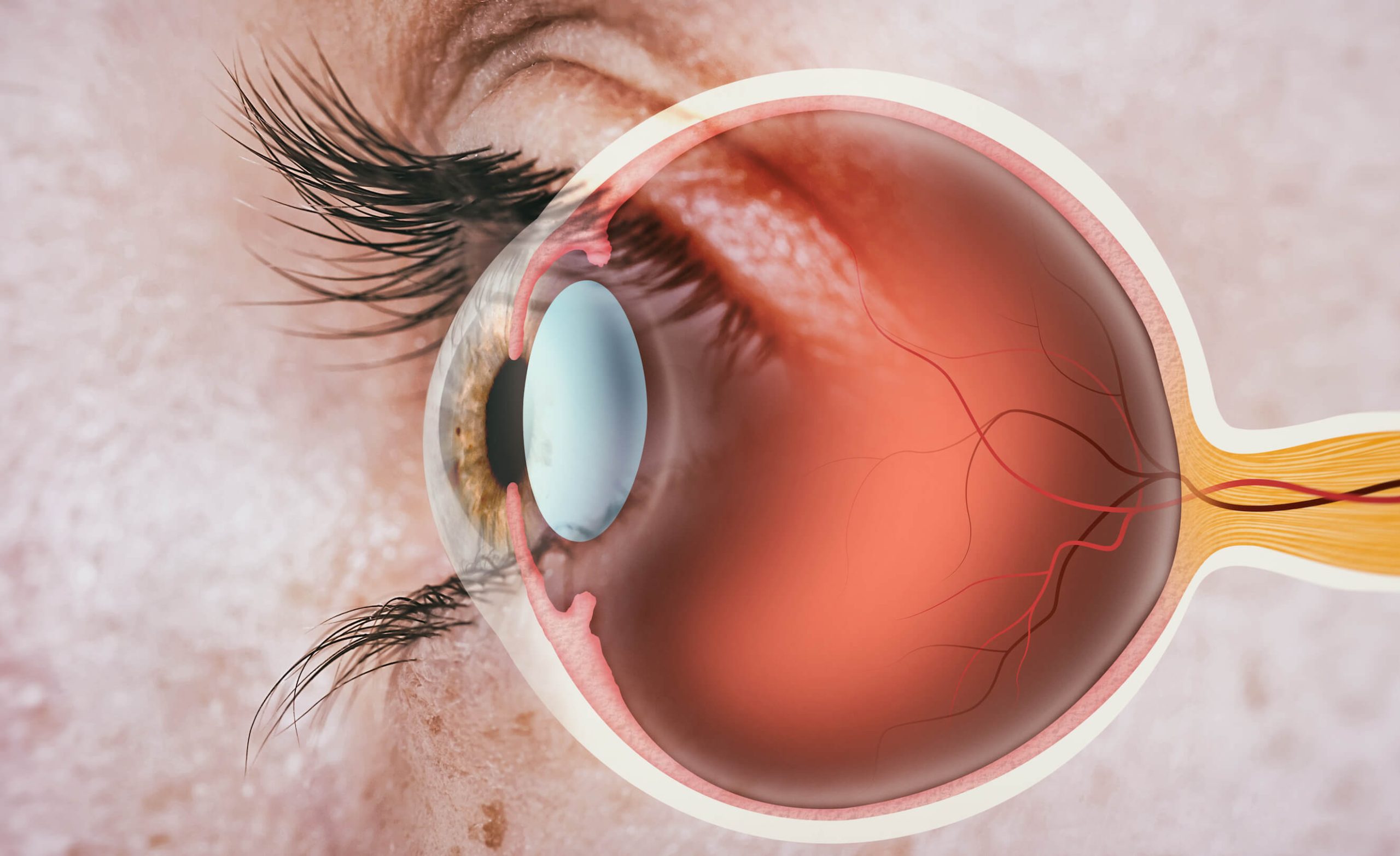 Diagram of the vitreous and retina inside the eye